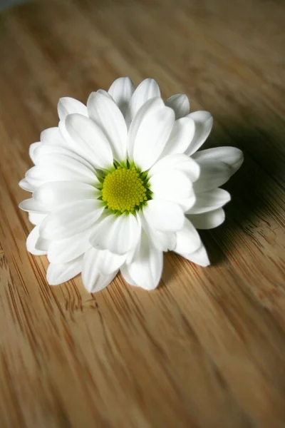 Marguerites blanches sur la table en bois — Photo