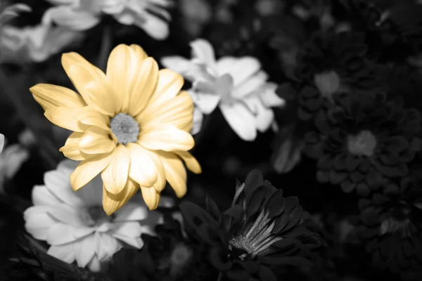 Bouquet de marguerites — Photo