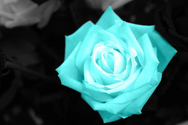 Colorful rose — Stock Photo, Image