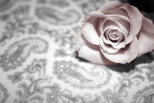 Rosa colorata — Foto Stock
