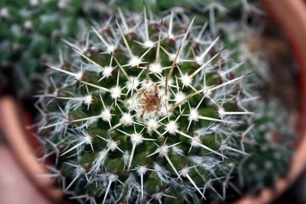 Cactus in vaso da fiori — Foto Stock