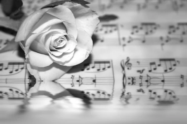 Rose en la página de notas musicales — Foto de Stock