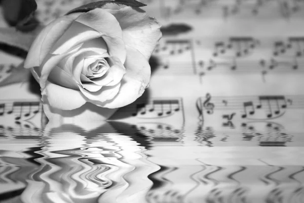 Růže na stránce hudební noty — Stock fotografie