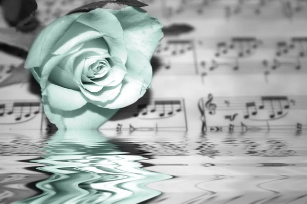 Rose sulla pagina delle note musicali — Foto Stock