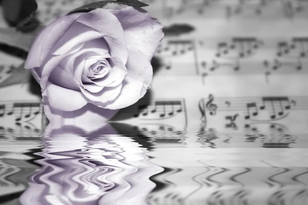 Rose on musical notes page — Stock Photo, Image