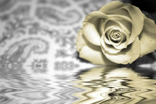 Trandafiri — Fotografie, imagine de stoc