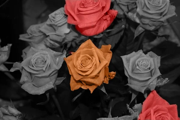 Rosa colorata Immagine Stock