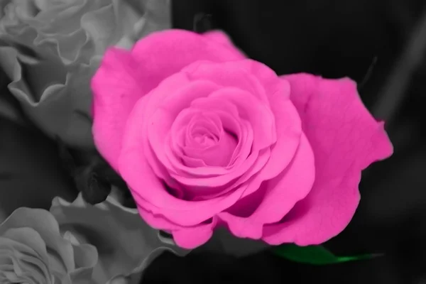 Barevné růže Stock Obrázky