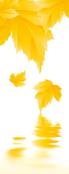 Maple leaves — Stock Photo, Image