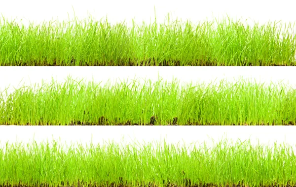 Groen gras — Stockfoto