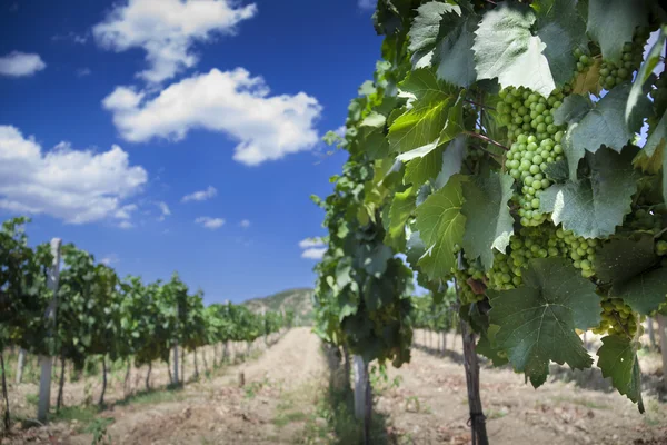 Wijngaard in de Krim Stockfoto