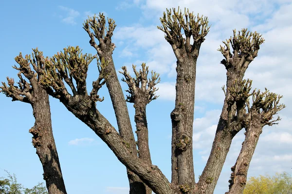 Tree pruning — Stock Photo, Image