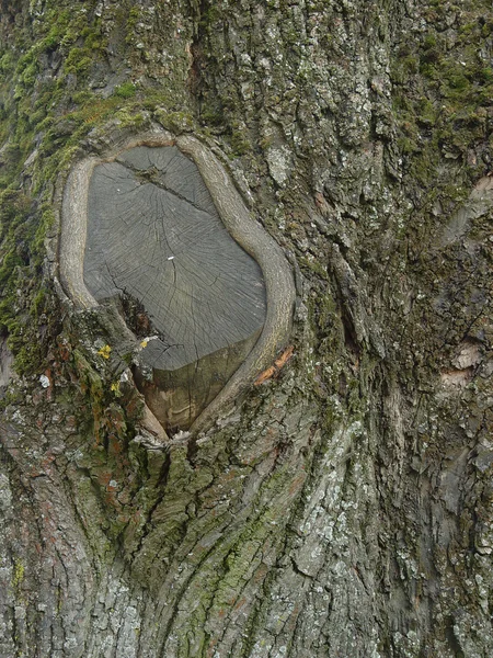 The cut wood — Stock Photo, Image