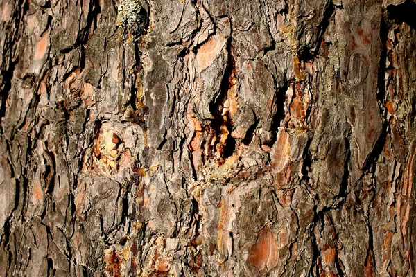 Pine bark — Stock Photo, Image