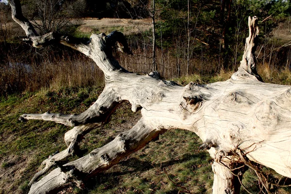 Dry wood. — Stock Photo, Image