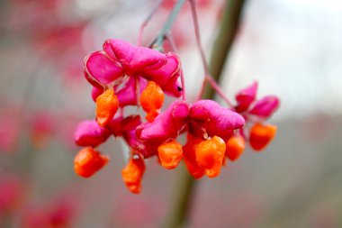 Euonymus.
