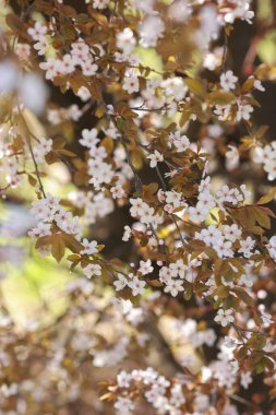 Güzel kiraz çiçekleri İlkbaharda çiçek açar.