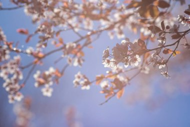 Baharda açan güzel kiraz çiçekleri berrak mavi gökyüzü arkaplanında, bulanık arka planda çiçeklere odaklan..