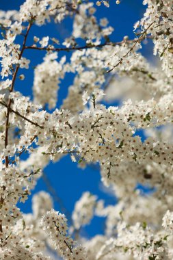Çiçek açan beyaz elma tomurcuklarının karışık arkaplanı mavi gökyüzü arkaplanına yakın..