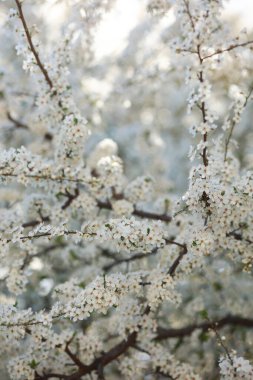 Baharın başlarında açan beyaz dallar.