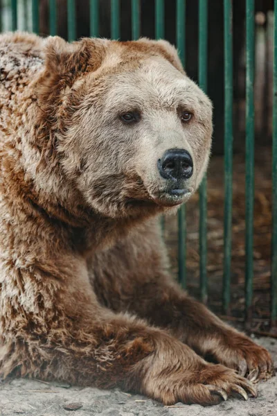 在寒冷的天气里 棕熊在储备里等待食物 — 图库照片