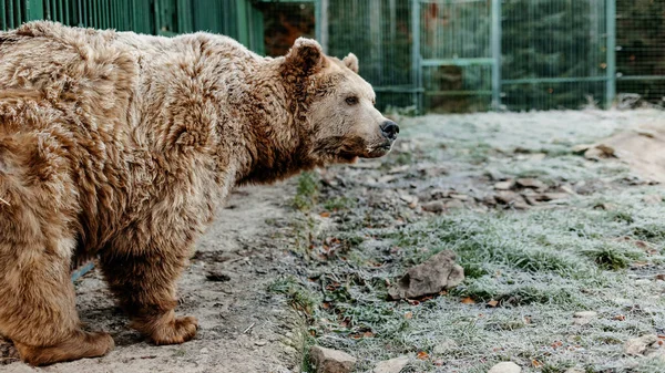 Καφέ Αρκούδα Περιμένει Για Φαγητό Στο Καταφύγιο Άσχημο Κρύο Καιρό — Φωτογραφία Αρχείου