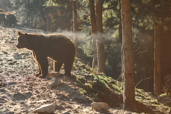 Gün ağarırken bir grup kahverengi ayı soğuk ve güneşli bir günde rezervde yiyecek bekliyorlar..