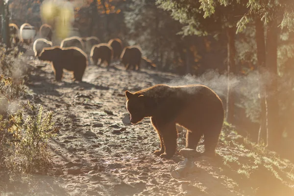 Gün ağarırken bir grup kahverengi ayı soğuk ve güneşli bir günde rezervde yiyecek bekliyorlar..