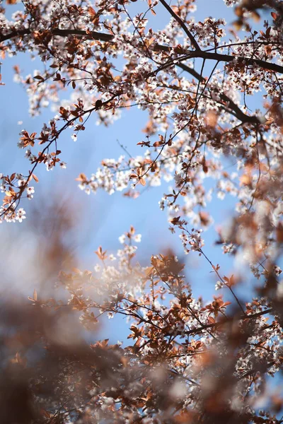 Çiçek açan elma dalı. Baharda açan ağaçlar.