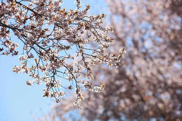 İlkbaharda açan güzel pembe elma ağaçları açık mavi gökyüzünün arka planında kapanıyor..