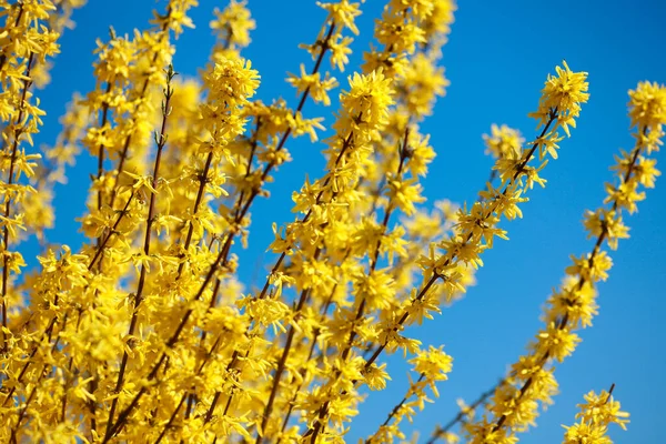Takken Met Open Gele Bloemen Van Forsythia Planten Een Achtergrond — Stockfoto