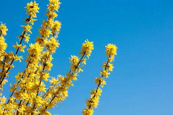 Rami Con Fiori Gialli Aperti Piante Forsizia Uno Sfondo Cielo — Foto Stock