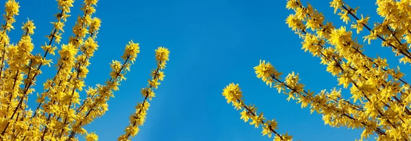 Mokap Con Ramas Amarillas Planta Floreciente Forsythia Sobre Fondo Cielo — Foto de Stock