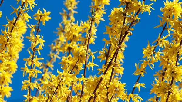 Mavi gökyüzünün arka planında sarı çiçekli bir çınar.