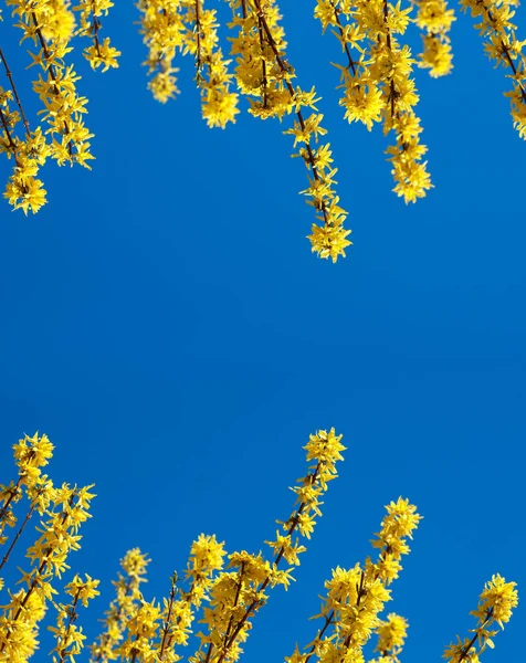 Mokap Mit Gelben Zweigen Blühender Forsythie Pflanze Vor Blauem Himmel — Stockfoto