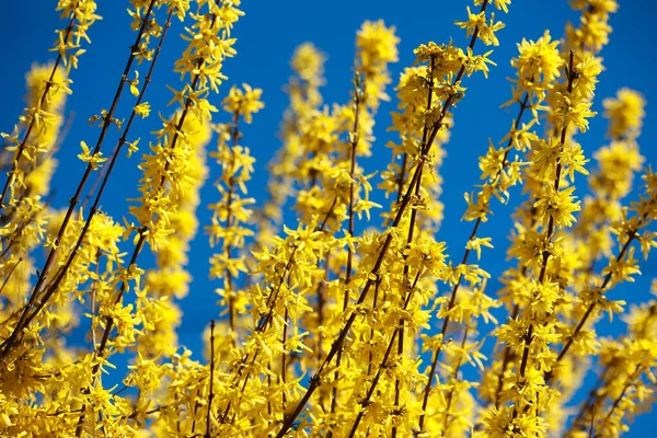 Rami Con Fiori Gialli Aperti Piante Forsizia Uno Sfondo Cielo — Foto Stock