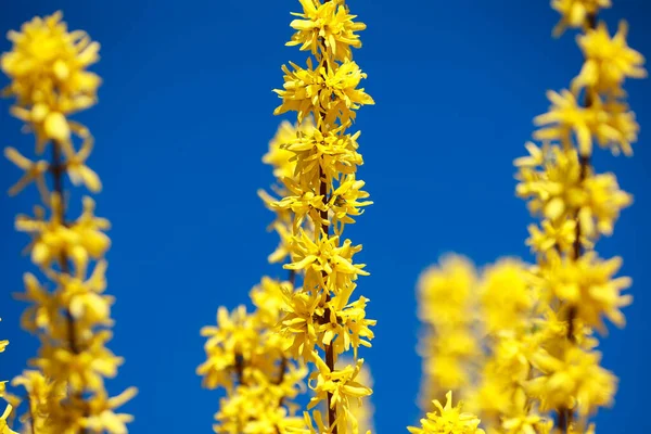 Diversi Ramo Fiorito Giallo Forsythia Vicino Uno Sfondo Cielo Blu — Foto Stock