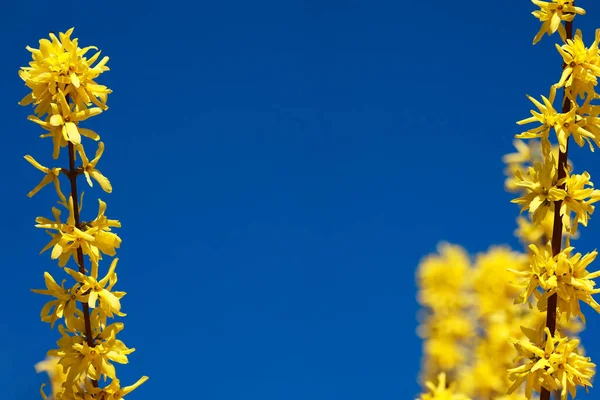 Diversi Ramo Fiorito Giallo Forsythia Vicino Uno Sfondo Cielo Blu — Foto Stock