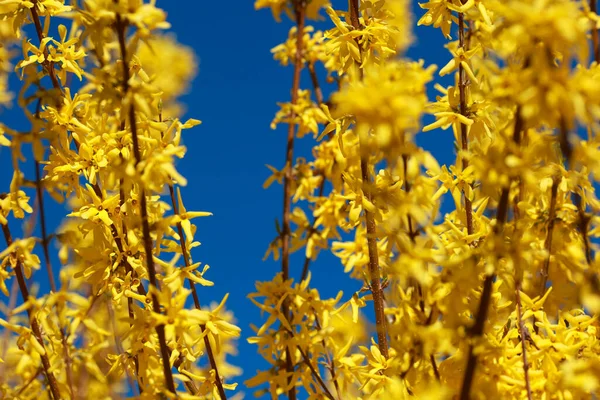 Geel Bloeiende Forsythia Een Achtergrond Van Blauwe Lucht — Stockfoto