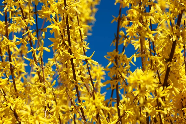 Takken Met Open Gele Bloemen Van Forsythia Planten Een Achtergrond — Stockfoto