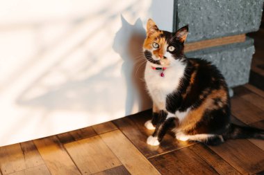 Üç renkli bir kedi şafak vakti güneşin altında buzdolabının yanında yemek için yalvarıyor..