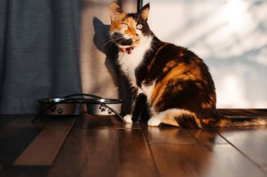 Üç renkli bir kedi şafak vakti güneşin altında buzdolabının yanında yemek için yalvarıyor..