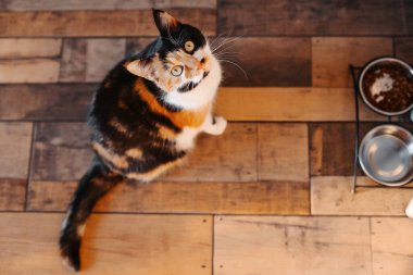 Kedi yukarı bakıyor. Üç renkli bir kedi mutfakta yemek için yalvarıyor. Sevimli gözlü bir kedi mutfakta yemek istiyor..