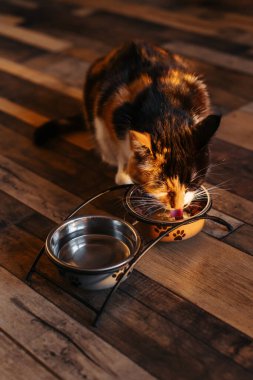 Üç renkli bir kedi mutfakta bir kase yemek yiyor..