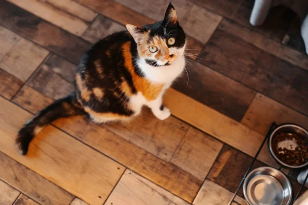Кошка Смотрит Вверх Трехцветная Кошка Просит Еду Полу Кухне Кошка — стоковое фото