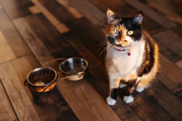 Şirin gözlü bir kedi mutfak zemininde yemek istiyor. Kedi yukarı bakıyor. Üç renkli bir kedi mutfakta yemek için yalvarıyor..