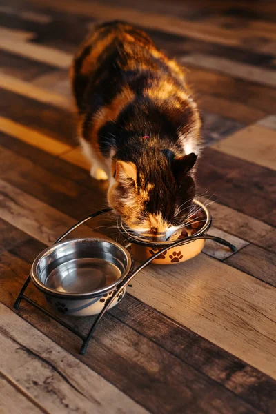 A tricolor cat is eating from a bowl of food on the kitchen floor.