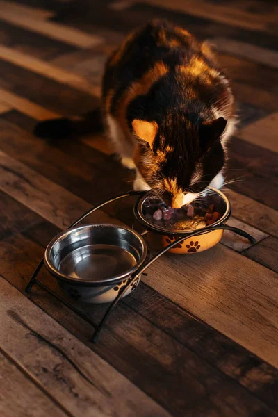 A tricolor cat is eating from a bowl of food on the kitchen floor.