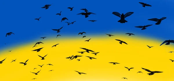Зграя Птахів Задньому Плані Прапора України Ніякої Війни Мирне Небо — стокове фото