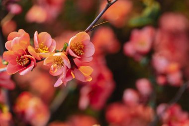 Japon aygırı Chaenomeles Maulya 'yı kapatın - düşük ayva. Chaenomeles Specosa. Chaenomeles Kızıl Neşe. Yüksek kalite fotoğraf